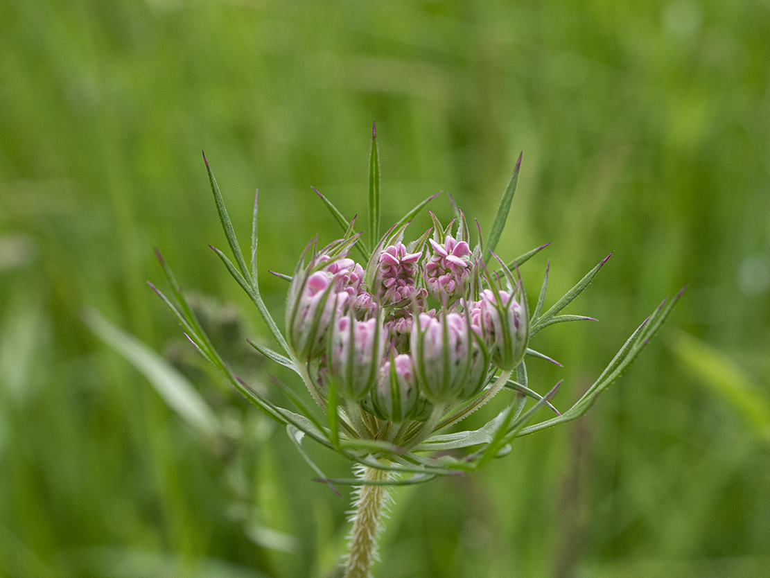 IMAGES\Wilde Peen (Daucus carota)\P1280213_sm.jpg